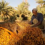 Food shortage risks in Africa-2020