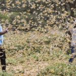 Locust swarms threaten food security of Asia
