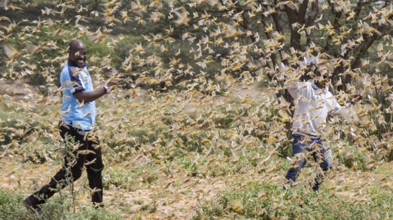 Locust swarms threaten food security of Asia