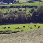 War in Ukraine and Global Agriculture in 2022