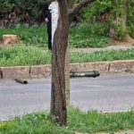 Moldova leaders risk losing posts over protests inspired from outside